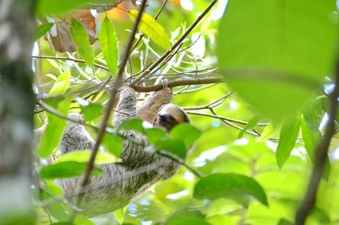 Sloth in the wild Stock Photos