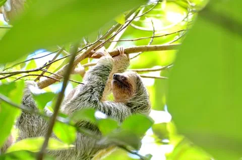 Sloth in the wild Stock Photos