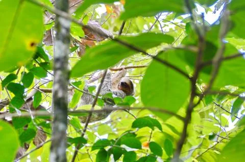 Sloth in the wild Stock Photos