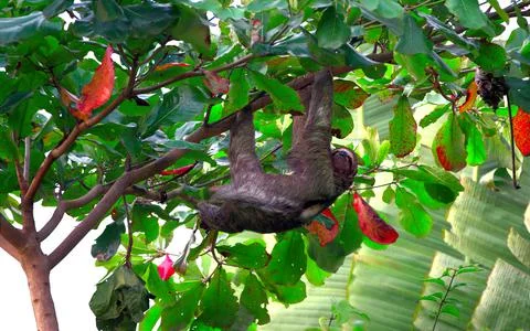 Sloth in the wild Stock Photos