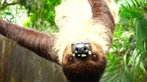 The slothful man hanging upside down. Stock Footage 63044508