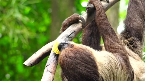 The slothful man slowly eats corn. Stock Footage 63044158