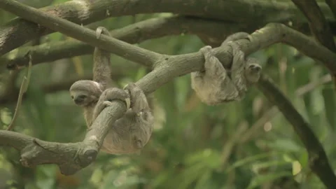 Sloths hanging from the tree Stock Footage 147869642