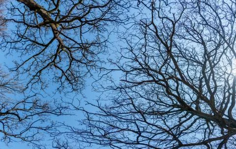 Slottskogen forest Stock Photos