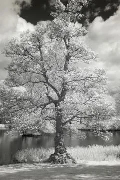 Slottskogen 스톡 사진