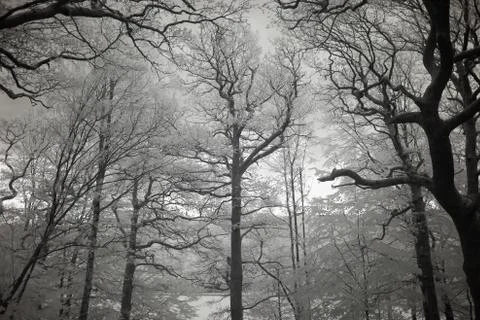 Slottskogen Stock Photos