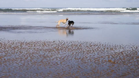 Sloughi dogs (North African greyhound) Stock Video Pond5