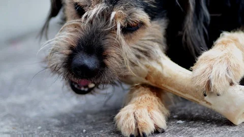 Slovak Rough-haired Pointer Large size Dog chewing and licking a big Stock Footage 106902884