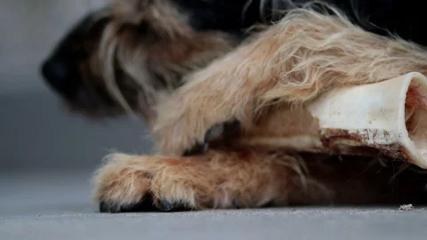 Slovak Rough-haired Pointer Large size Dog chewing and licking a big Stock Footage 106902892