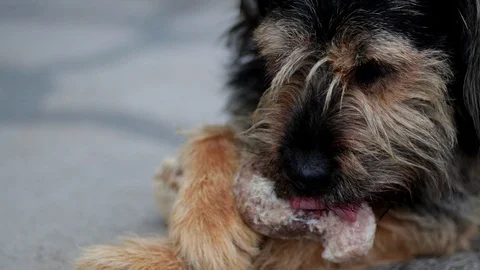 Slovak Rough-haired Pointer Large size Dog licking a big organic bone in Stock Footage 106930586
