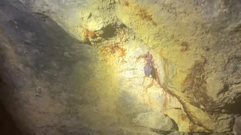 Slovakia counts the bat population in the opal mines of Dubnik, CERVENICA, SK -  Video stock 330018965