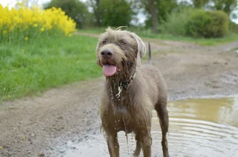 Slovakian Rough Haired Pointer dog standing in puddle Stock Photos