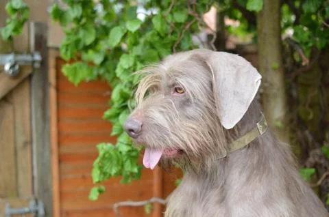 Slovakian Rough Haired Pointer dog portrait Stock Photos