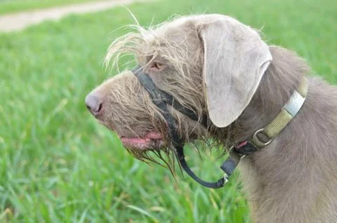 Slovakian Rough Haired Pointer dog portrait Foto stock