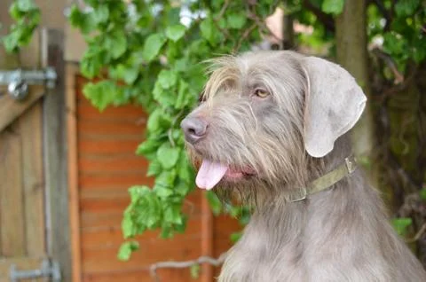 Slovakian Rough Haired Pointer dog portrait Stock Photos