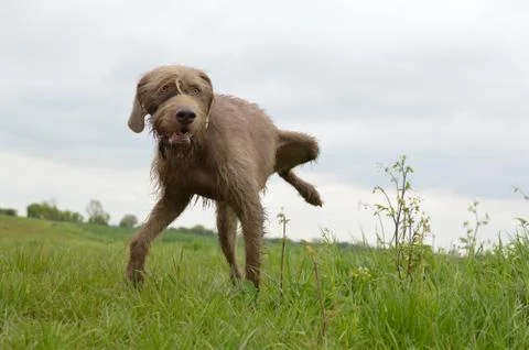 Slovakian Rough Haired Pointer dog peeing Stock Photos