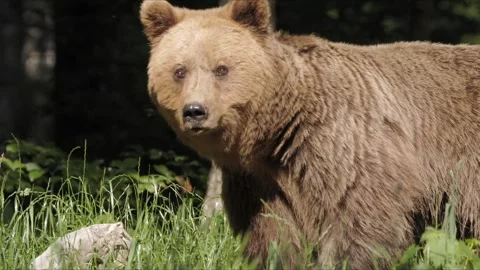 Slovenian Brown Bear in Forest – Epic 8K Cinematic Close-Up Wildlife 動画素材 320189096