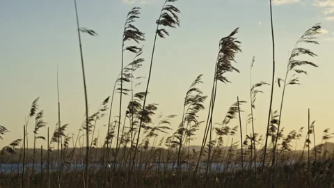 Slow 120fps Side-Lit Straws Moving in Wind by the Sea at Sunset Видео 310517388