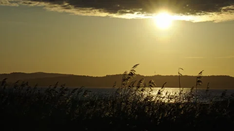 Slow 120fps Straws Moving in Wind with Sun Partially Hidden by Clouds Stock Footage 310517267