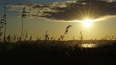 Slow 120fps Windy Straws Backlit by Sunset with Visible Light Rays Stock Footage 310517368