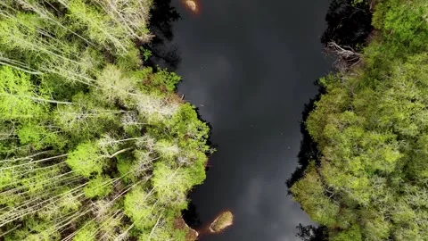 Slow 360-Degree Drone Orbit Top-Down Around Dark Swamp... Stock Footage 331820930