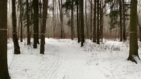 Slow 360 rotation in the winter forest. Russian winter. Gimbal steadicam Stock Footage 124786110