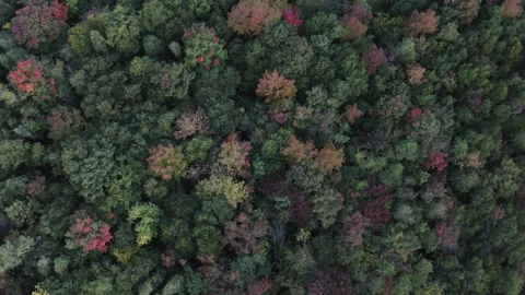 Slow aerial drifting view of forest canopy with early autumn colors Stock Footage 231354466