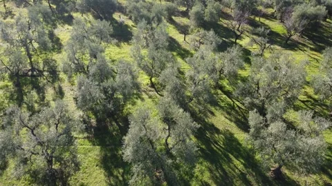 Slow aerial drone flight over a lush green olive orchard with mixed age trees Stock Footage 345543294