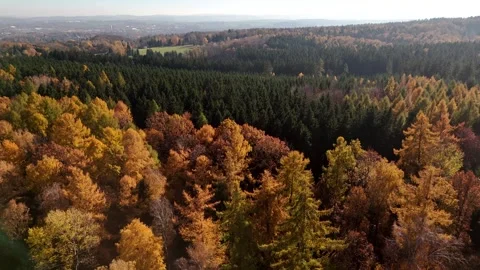 Slow Aerial Flight Over Yellow Autumn Forest on Sunny Day Stock Footage 320893036