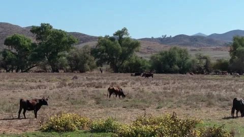 Slow aerial fly through on a cattle ranch with steers and cows grazing Stock Footage 254211058