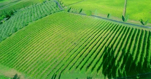 Slow aerial flying down by vineyard rows in Tuscany Stock Footage 72362167