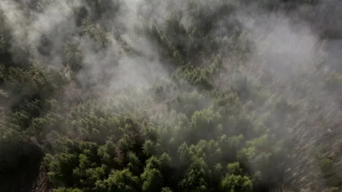 Slow aerial of forest into clear cut forest on cold foggy morning at sunrise Stock Footage 263110167