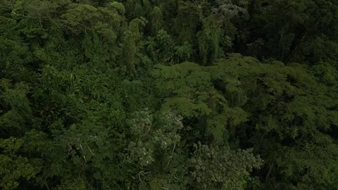 Slow aerial looking down on Costa Rica tree top canopy in lush rain forest Stock Footage 329900901