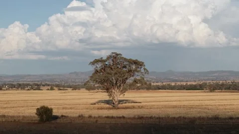 Slow aerial orbit around lone tree in a wheat field with a compressed Stock Footage 307511832