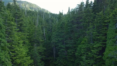 A slow, aerial push through a valley of evergreen forest Stock Footage 163161069