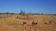 Slow Aerial Revealing Pan Of Wild Camels In The Outback, Australia Stock Footage