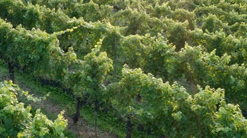 Slow aerial of rows of grapes, vineyard for winemaking. Stock Footage 163965586