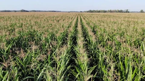 Slow aerial view over cornfield on a sunny day with few trees in background. Stock Footage 138200615