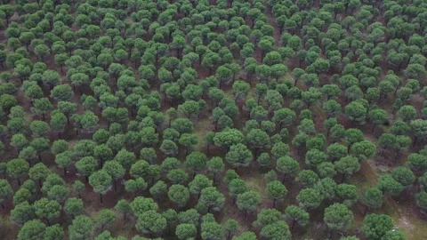 Slow aerial view over young pine forest with calm green treetops Stock Footage 327462276