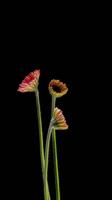 Slow and calming time lapse of gerbera flowers opening on a black background. Stock Footage 335713596