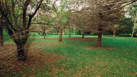Slow And Low Drone Flight Over Green Grass And Fallen Leaves Stock Footage 255048010