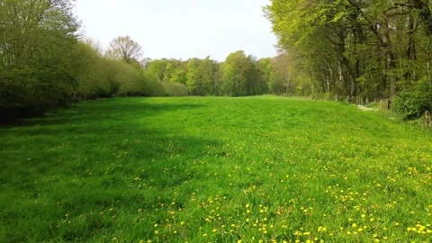 Slow and low flight over a green meadow with many dandelion flowers Stock Footage 345759088