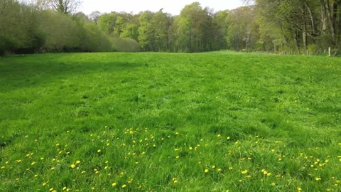 Slow and low flight over a green meadow with many dandelion flowers Stock Footage 345761383