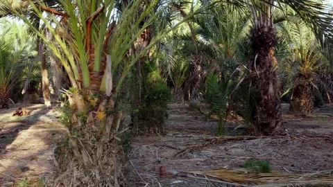 Slow and sideways right through an oasis 스톡 동영상 138234083