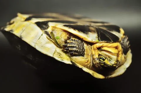 Slow and Steady: Captivating Turtle Photography 스톡 사진