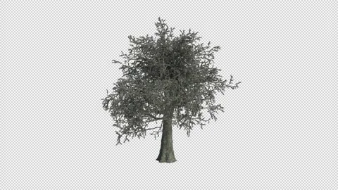 Slow Animation of a Growing Oak Tree with Alpha Stock Footage 204812466