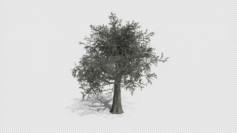 Slow Animation of a Growing Oak Tree with Shadow and Alpha Stock Footage 204812512