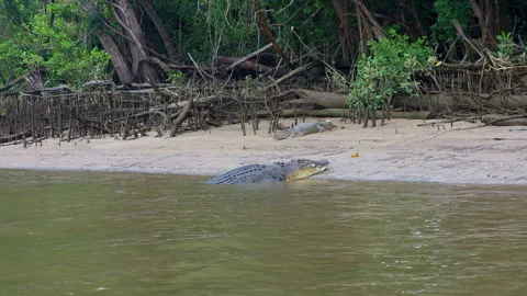 Slow Approach to Large Crocodile Half Submerged on Shore Stock Footage 314918986