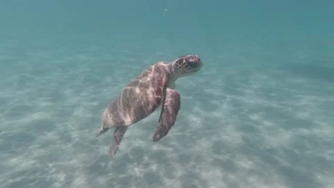 Slow approach of a loggerhead sea turtle in the open sea Stock Footage 238779985