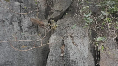 Slow approach monkey on edge of limestone karst at halong bay 库存影片 288567761